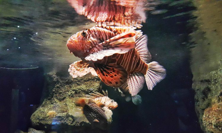 İstanbul Aquarium