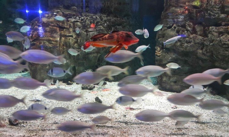 İstanbul Aquarium